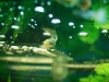 Female Dwarf Gourami, Lena