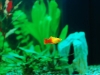 Sunset Platy