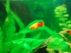 Sunset Platy