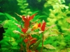 Sunset Platy