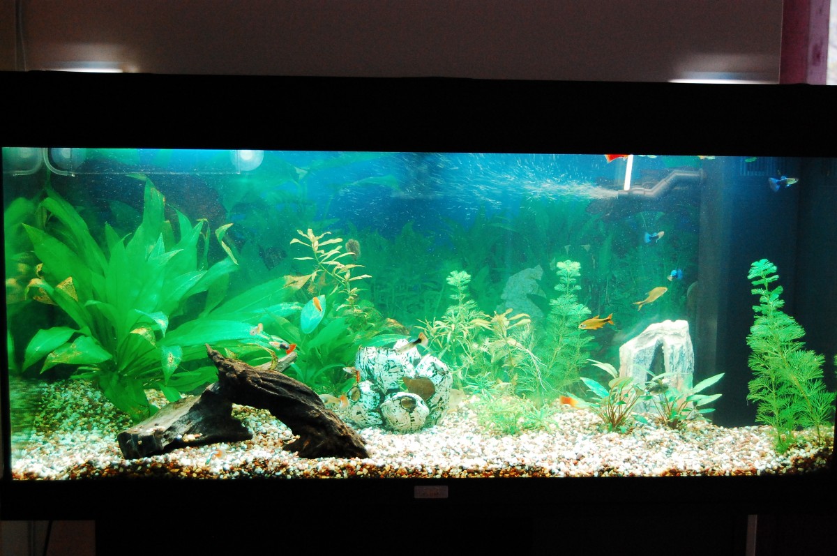 freshwater fish for aquariums Freshwater Aquarium Fish Sale 2017 Fish
Tank Maintenance freshwater fish for aquariums Freshwater Aquarium Fish Sale 2017 Fish
Tank Maintenance