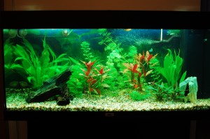 Our freshwater aquarium - 30.10.2010