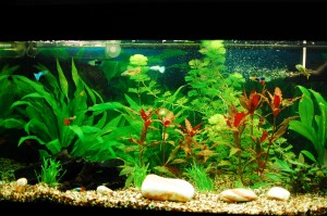Freshwater aquarium with good plant growth and happy guppies