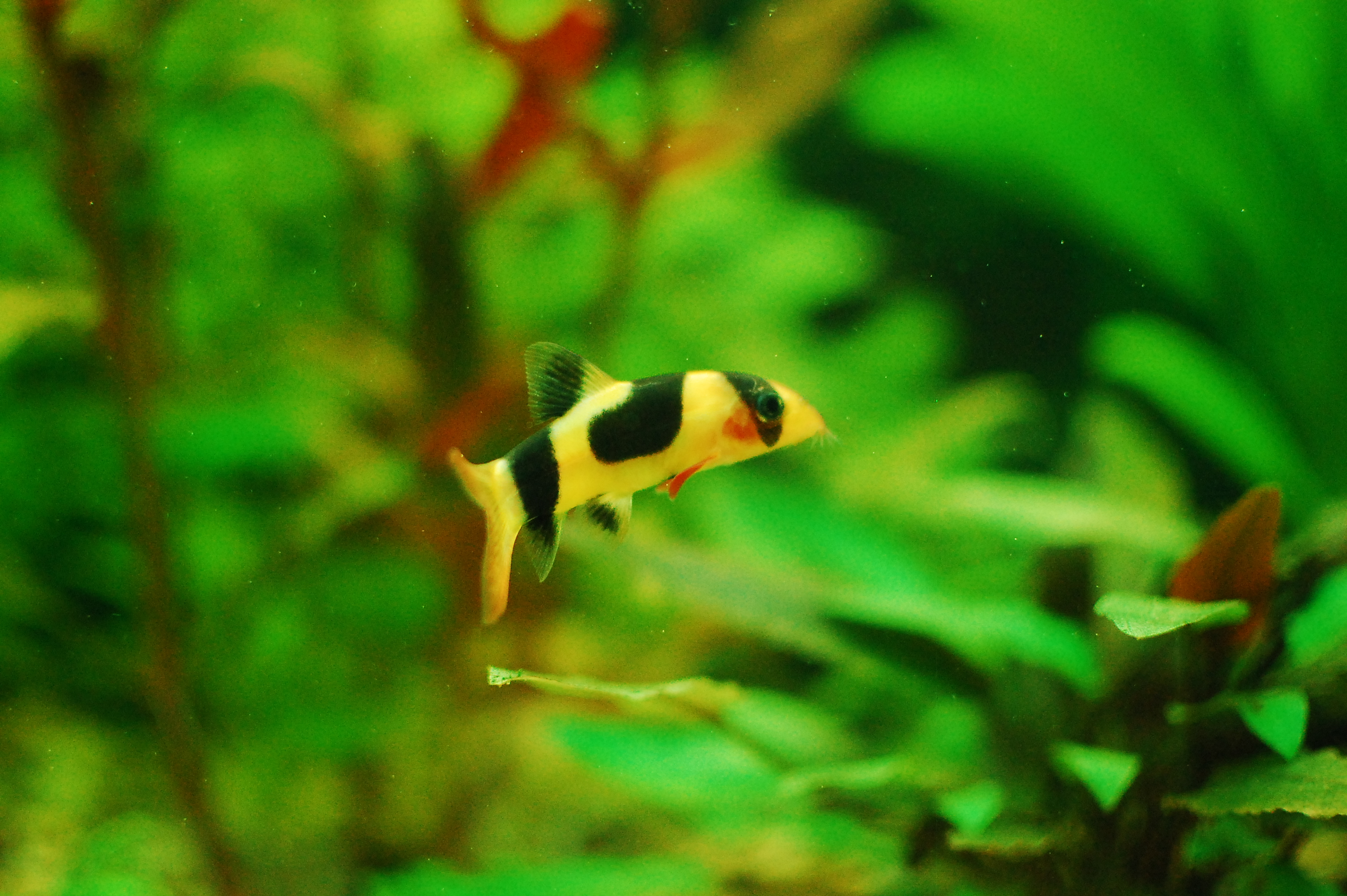 clown freshwater fish