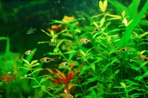 Pristella Tetra (Pristella maxillaris) and Harlequin fish (Trigonostigma heteromorpha)