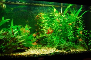 Our freshwater aquarium, 30.7.2011