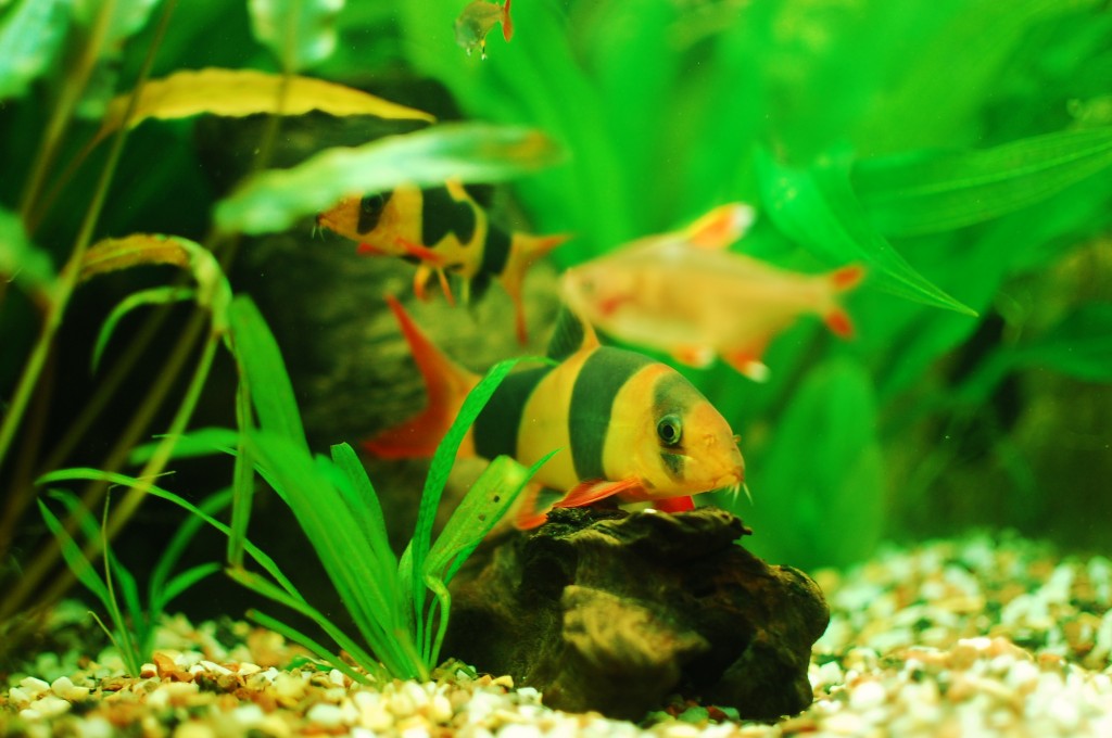 Our Clown loaches