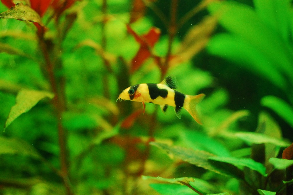 clown loach | Freshwater Aquarium Talk
